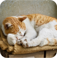 猫の前面寝てる画像