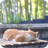 猫の背中画像