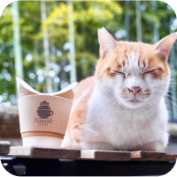 猫顔正面の画像