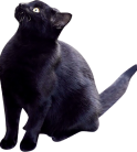 黒猫画像