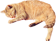 茶猫画像