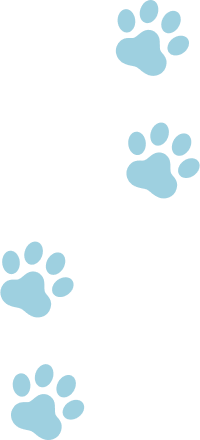 PCのみ猫の足跡画像