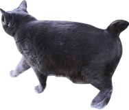 黒色の猫